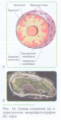 СТРОЕНИЕ КЛЕТКИ_002